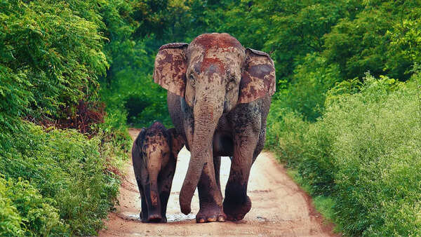 Why are wildlife enthusiasts heading to Jim Corbett National Park in April?