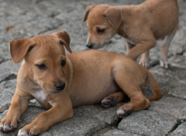 Adopting a stray dog was the best decision of my life...