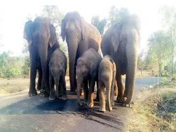 Youth crushed to death by elephants while clicking selfie