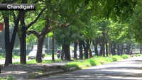 Chandigarh to get tree emergency services 
