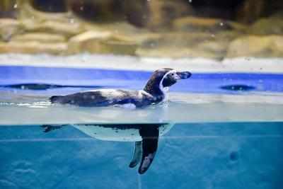 Mumbai: After 7 months wait, you can now see Humboldt penguins at Byculla Zoo