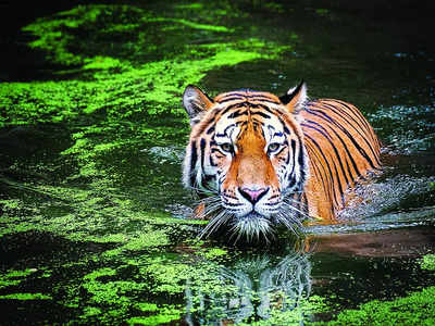 Karnataka: BM Trippin’ Tales: Watch Out For New Tiger Safari Zone In ...