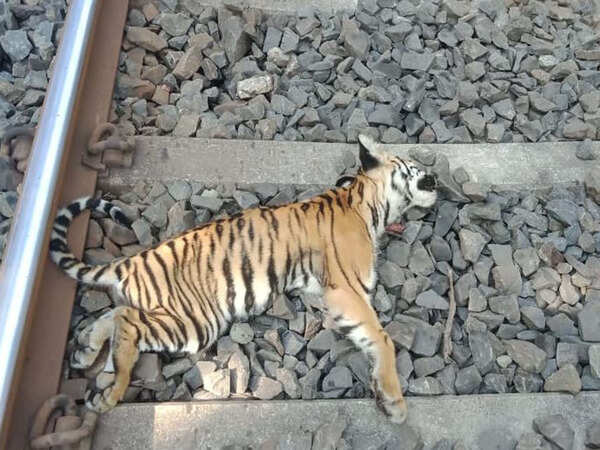 Maharashtra: Speeding train knocks 2 tiger cubs dead