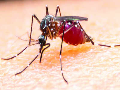 Over 1,000 dengue cases in city in 5 days