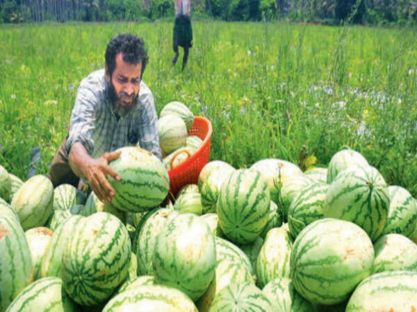 Kerala: Karinchapadi watermelon is much in demand despite the lockdown