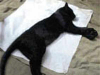 Black panther killed on Maharashtra highway
