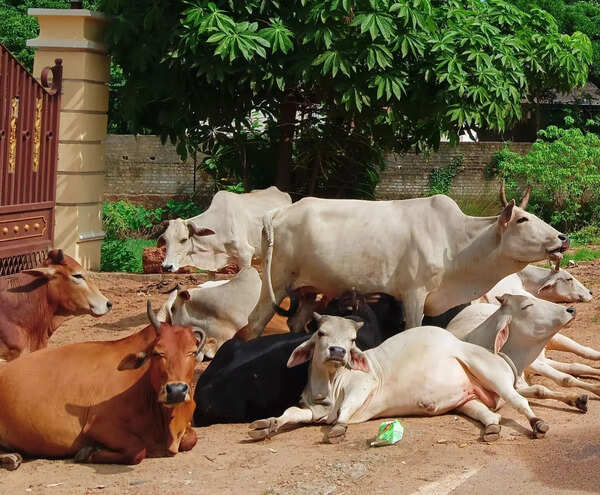 Muslim clerics, Jamiatul Quresh demand strict ban on cattle slaughter, recognizing cow as national animal