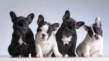 10 most popular dog breeds in Canada​