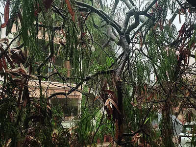 Gusty winds take trees down