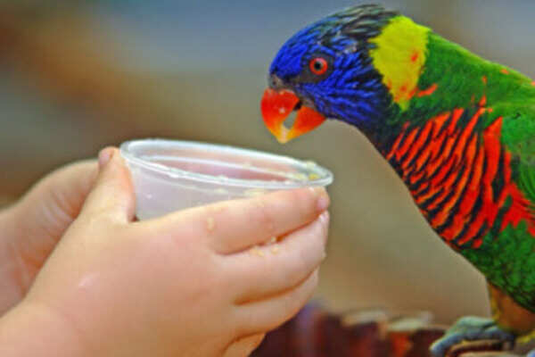 Macaws can be your best friend too