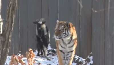 This Tiger Just Became Friends With A Goat That Was Supposed To Be Its Lunch!