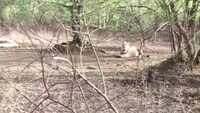 Population of Asiatic lions increases in Gujarat’s Gir forest 