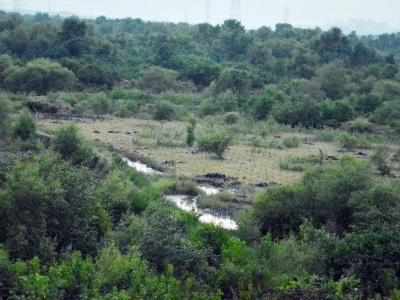 Mangrove fencing to begin from January
