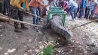Watch: Forest Department rescues crocodile from pond in Gujarat’s Vadodara 