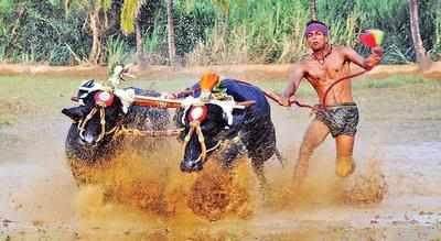 Kambala v/s Jallikattu: Know the difference between these traditional sports