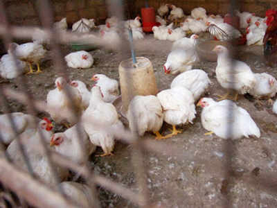 Maharashtra: Bird flu confirmed two days after 800 hens died at a poultry farm