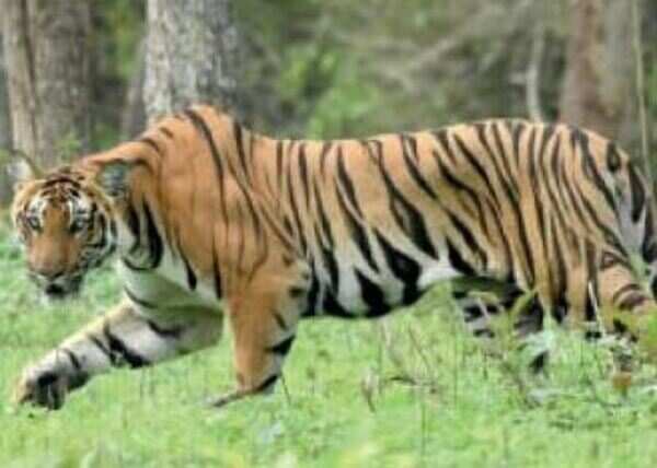 Big cats in conflict with humans won’t be called man-eaters