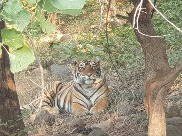 Love bite or collar injury? Experts, officials spar over Rajasthan tigress’ wound