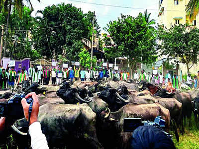 Owners of livestock hit road in protest