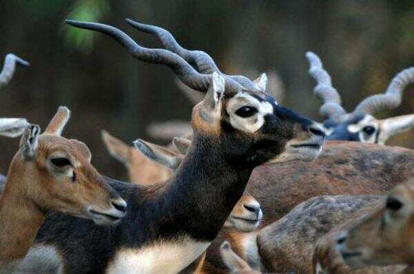 White buck dies in city zoo