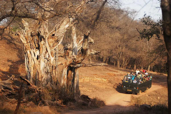 Recovery Landscapes: Rajasthan’s New Wild Identity