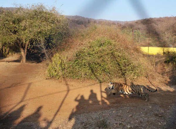 Sariska pushes village relocation to Jaipur, Dausa to expand tiger territory