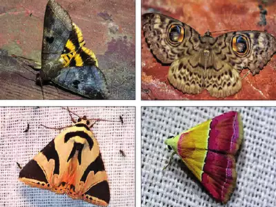Artificial intelligence to identify 800 butterflies, 500 moths