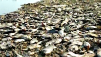 Chennai: Volunteers remove tonnes of dead fish from Tiruneermalai lake 