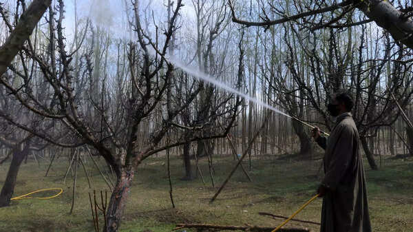 Kashmir apples safe, but poor pesticide practices harming farmers' health
