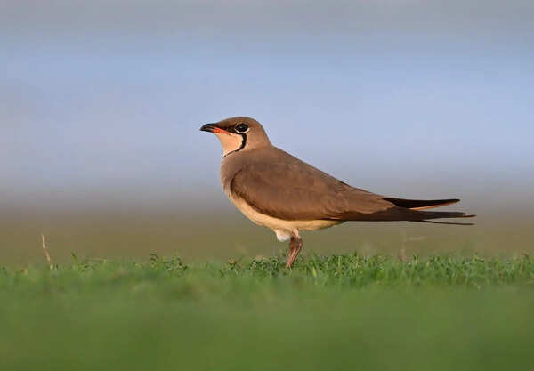 Massive nesting activity in Bhigwan draws photographers, birdwatchers this summer