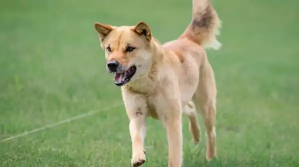 Korean Jindo from South Korea