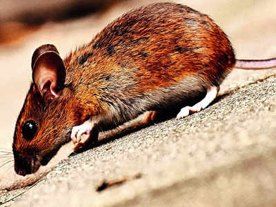 Bengaluru still stuck on cruel, ineffective glue traps