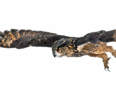 Secrets of owls’ near noiseless wings