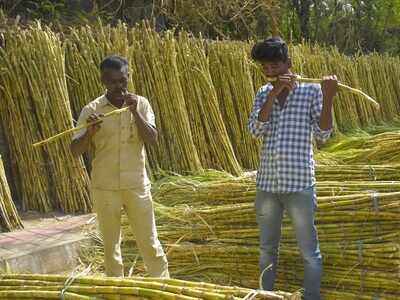 India sees decline in per capita sugar consumption