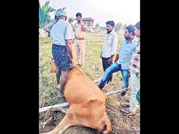 Police complaint against unidentified accused for raping cow in Andhra Pradesh