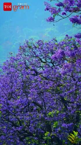 Munnar turns purple during Jacaranda bloom