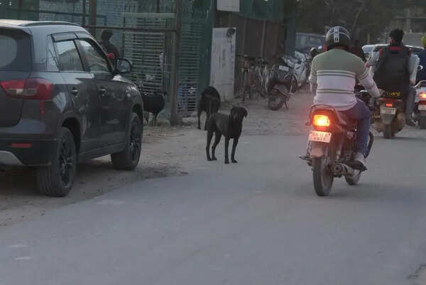 Prayagraj set to have first large scale dog care centre