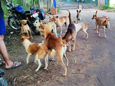 Who let dogs out at Hebbal’s Veterinary College campus?