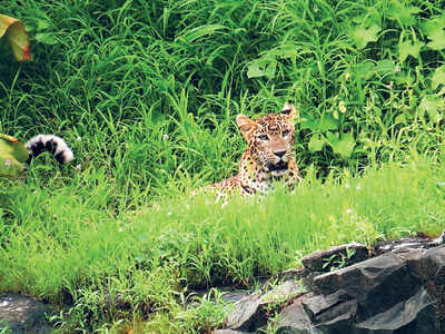 Metro body’s ‘no wildlife in Aarey’ theory falls flat