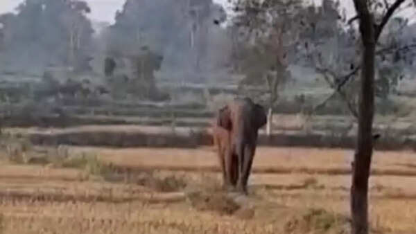 Four killed as wild elephant goes on rampage in Odisha's Angul