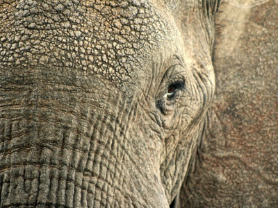 Tamil Nadu: 'Killer' elephant tranquilised in Perandapalli forest