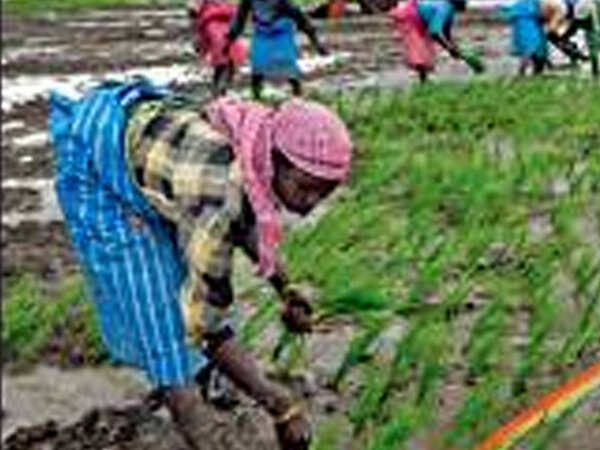 Kozhikode corporation to launch organic farming of seasonal crops
