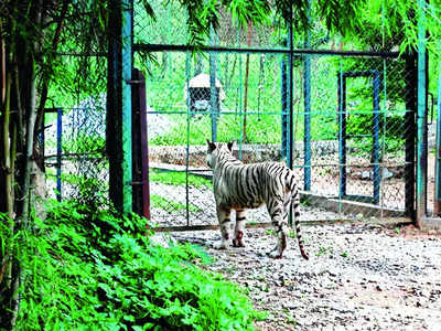 BBMP wildlife rescue centre delayed again