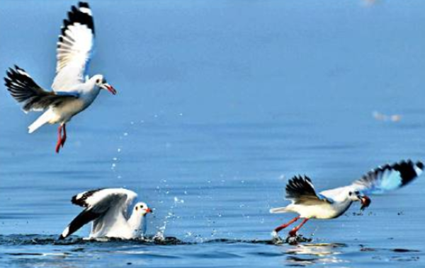 In balmy Ujani backwater, regal flamingos and other winged visitors enjoy ‘winter warmth’