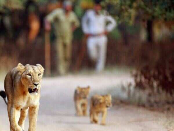 Illegal safari earns lion's share of tourists at Gir