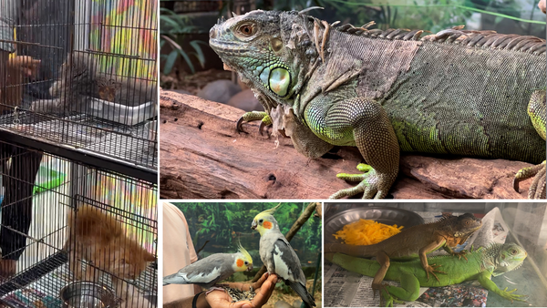 How Chennai became a city of cold-blooded breeders