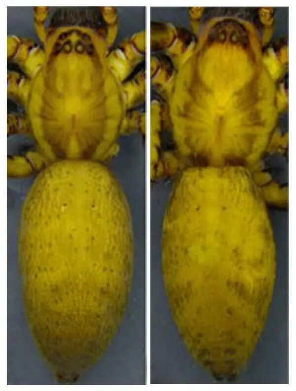 ZSI discovers 2 new spider species in NE