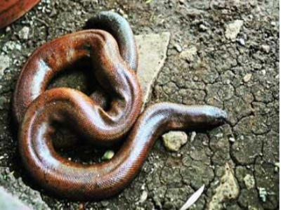 Two arrested in Thane with sand boa snakes worth Rs 12 lakh