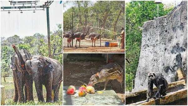 Frozen treats, water sprinklers, mud bath: Keeping it cool, zoo-style!