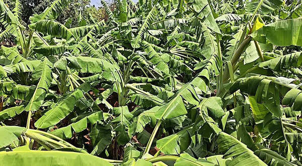 Storm, hail damage crops across Uttarakhand; farmers fear losses